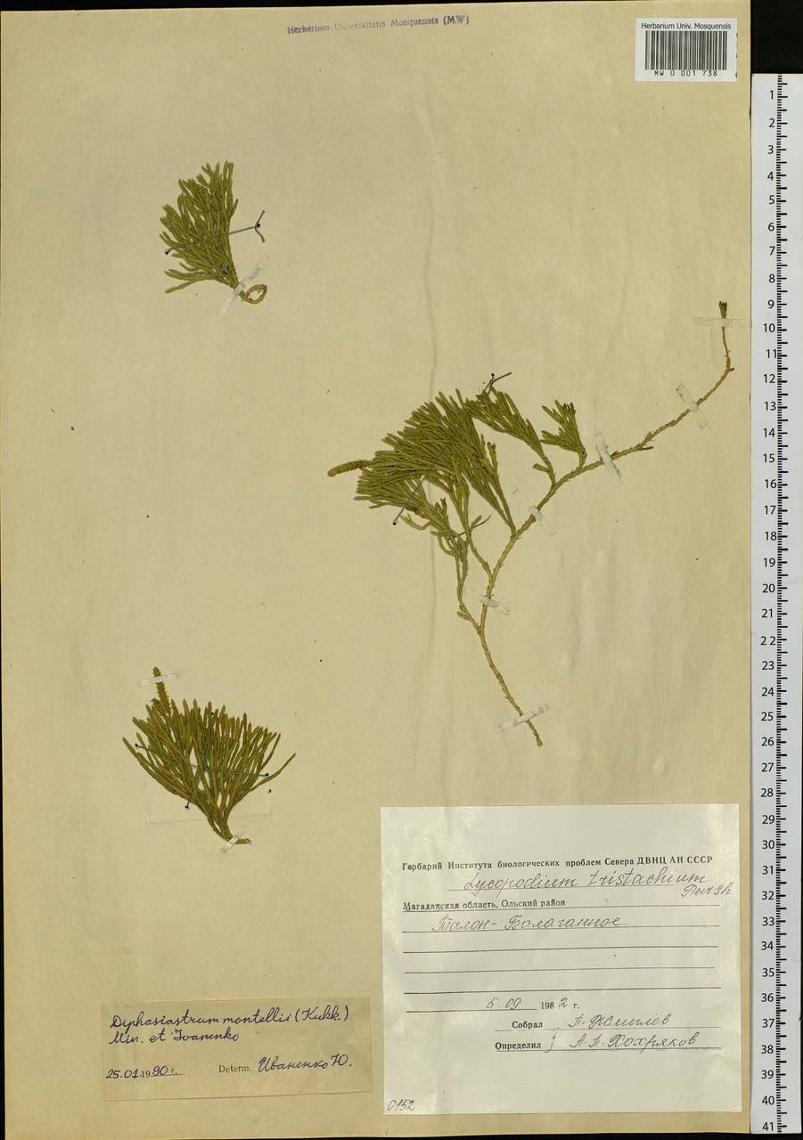Diphasiastrum complanatum subsp. montellii (Kukkonen) Kukkonen, Siberia, Chukotka & Kamchatka (S7) (Russia)