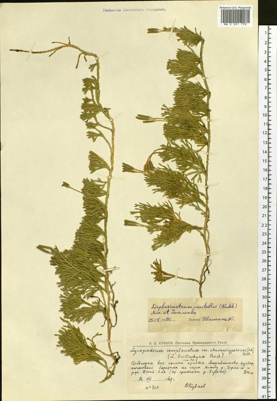 Diphasiastrum complanatum subsp. montellii (Kukkonen) Kukkonen, Siberia, Western Siberia (S1) (Russia)