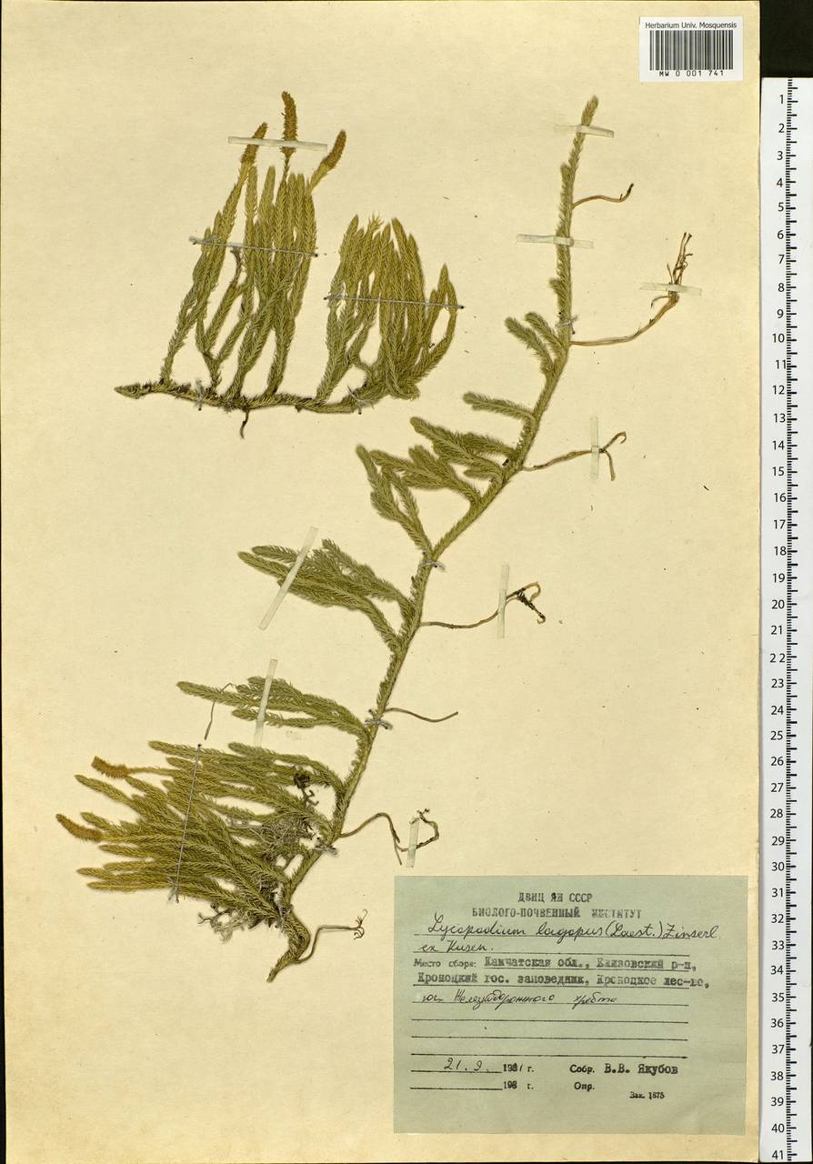 Lycopodium lagopus (Laest. ex C. Hartm.) Zinserl. ex Kuzen., Siberia, Chukotka & Kamchatka (S7) (Russia)