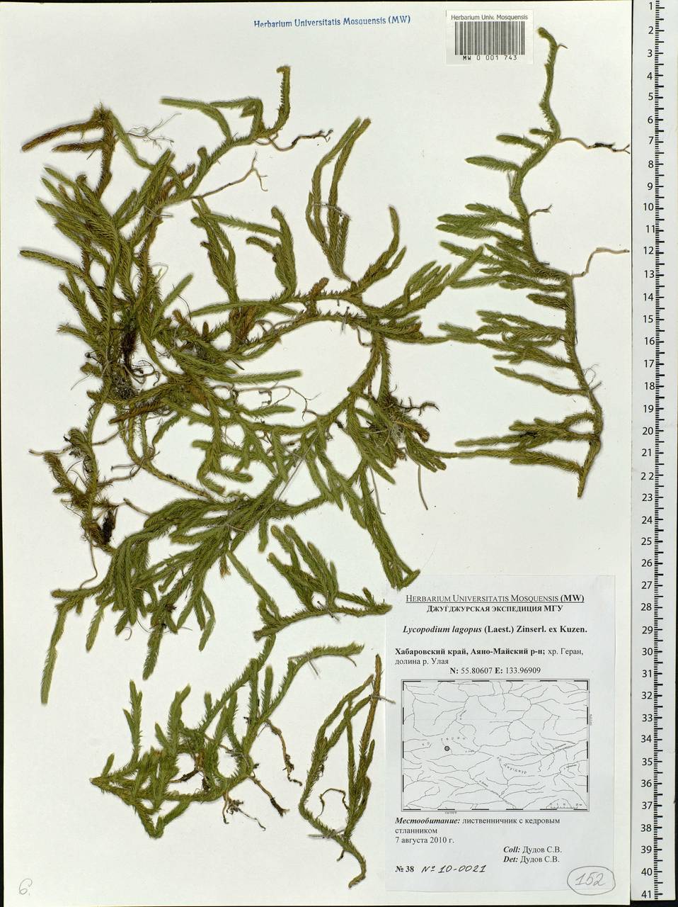 Lycopodium lagopus (Laest. ex C. Hartm.) Zinserl. ex Kuzen., Siberia, Russian Far East (S6) (Russia)