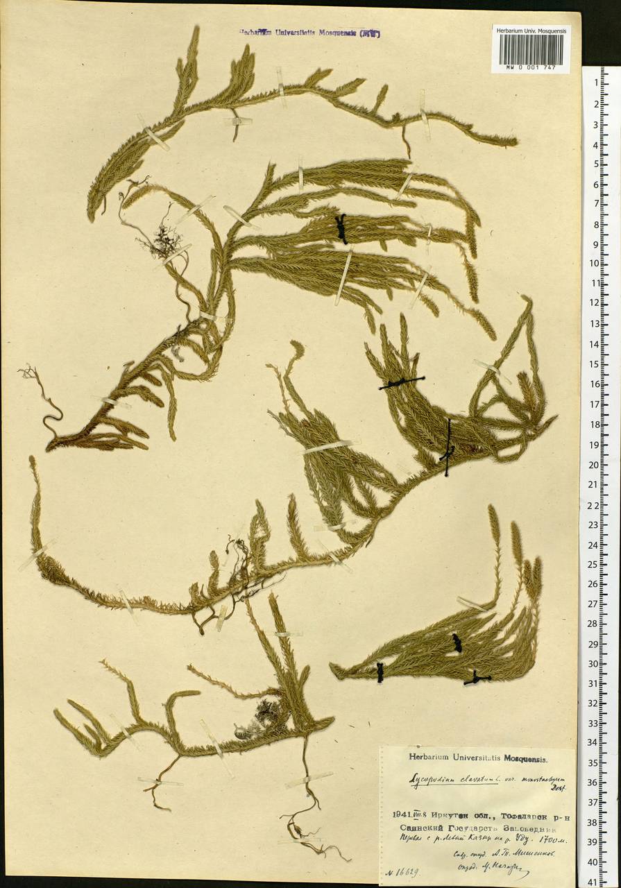 Lycopodium lagopus (Laest. ex C. Hartm.) Zinserl. ex Kuzen., Siberia, Baikal & Transbaikal region (S4) (Russia)