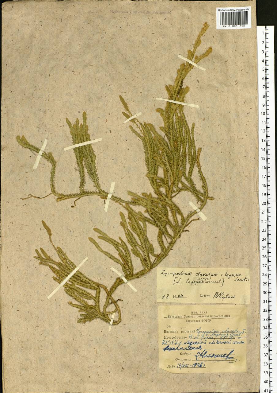 Lycopodium lagopus (Laest. ex C. Hartm.) Zinserl. ex Kuzen., Siberia, Western Siberia (S1) (Russia)