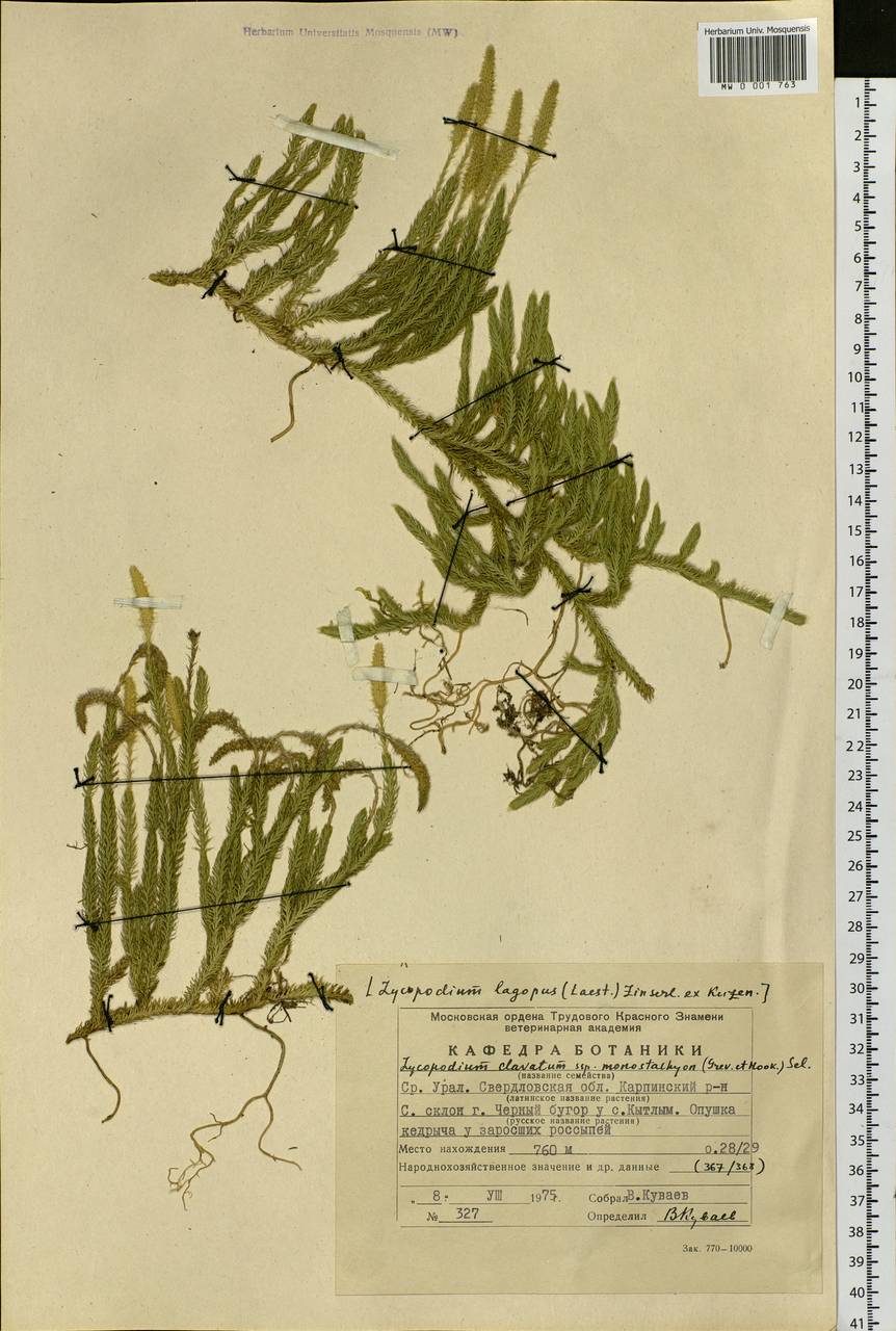 Lycopodium lagopus (Laest. ex C. Hartm.) Zinserl. ex Kuzen., Eastern Europe, Eastern region (E10) (Russia)