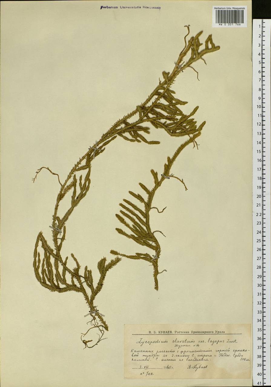Lycopodium lagopus (Laest. ex C. Hartm.) Zinserl. ex Kuzen., Eastern Europe, Northern region (E1) (Russia)