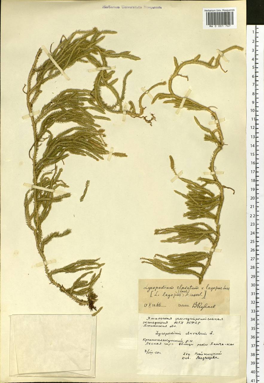 Lycopodium lagopus (Laest. ex C. Hartm.) Zinserl. ex Kuzen., Siberia, Western Siberia (S1) (Russia)