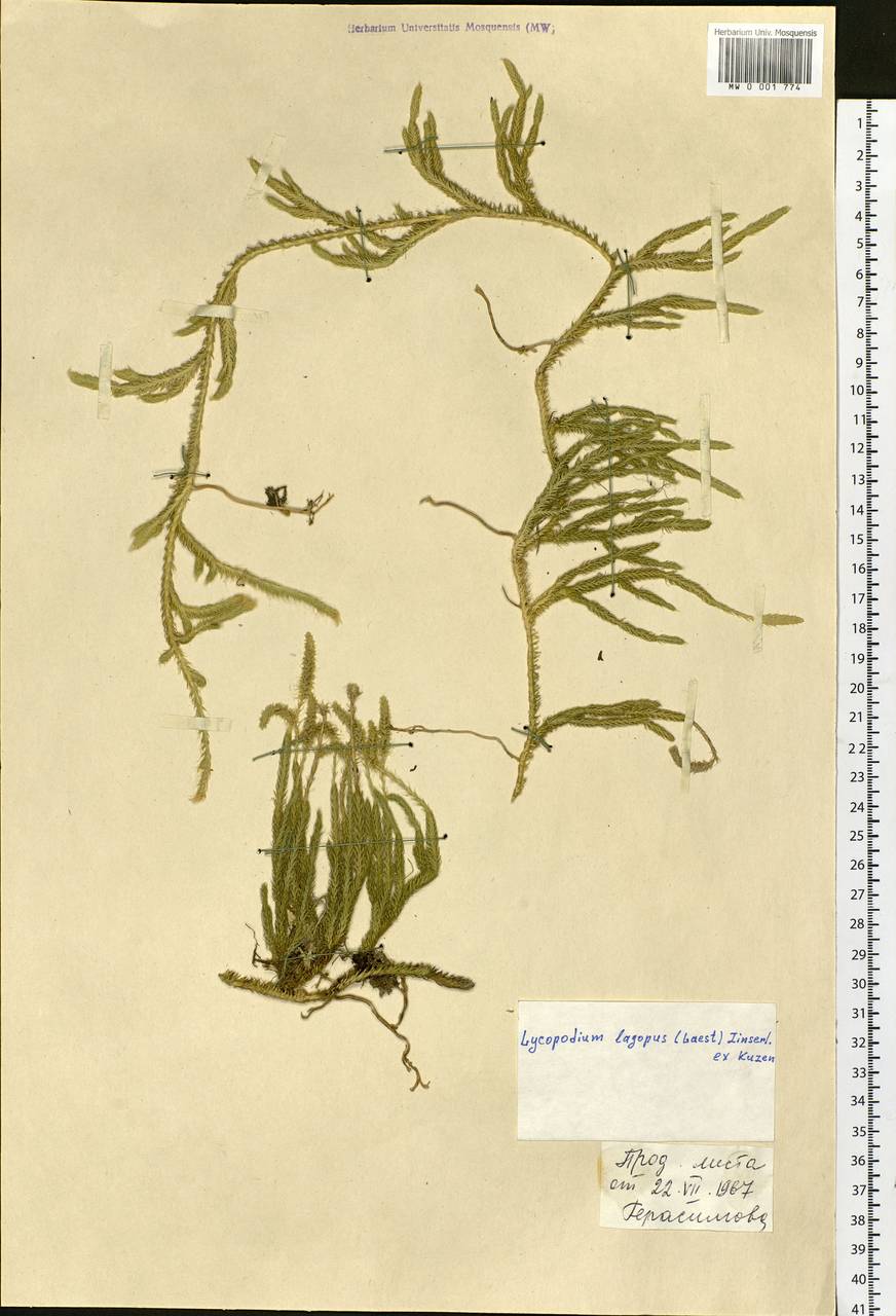 Lycopodium lagopus (Laest. ex C. Hartm.) Zinserl. ex Kuzen., Siberia, Western Siberia (S1) (Russia)