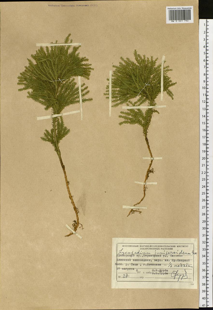 Dendrolycopodium juniperoideum (Sw.) A. Haines, Siberia, Russian Far East (S6) (Russia)