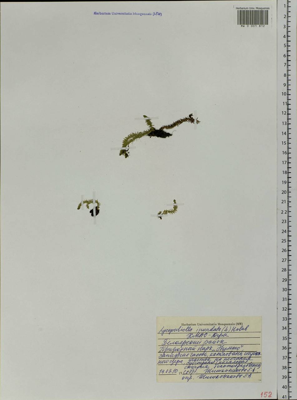 Lycopodiella inundata (L.) Holub, Siberia, Western Siberia (S1) (Russia)
