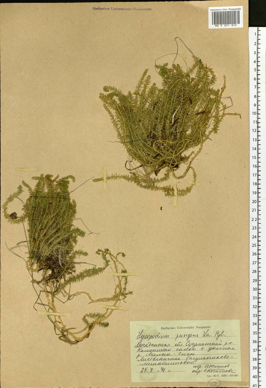 Spinulum annotinum subsp. alpestre (Hartm.) Uotila, Siberia, Chukotka & Kamchatka (S7) (Russia)