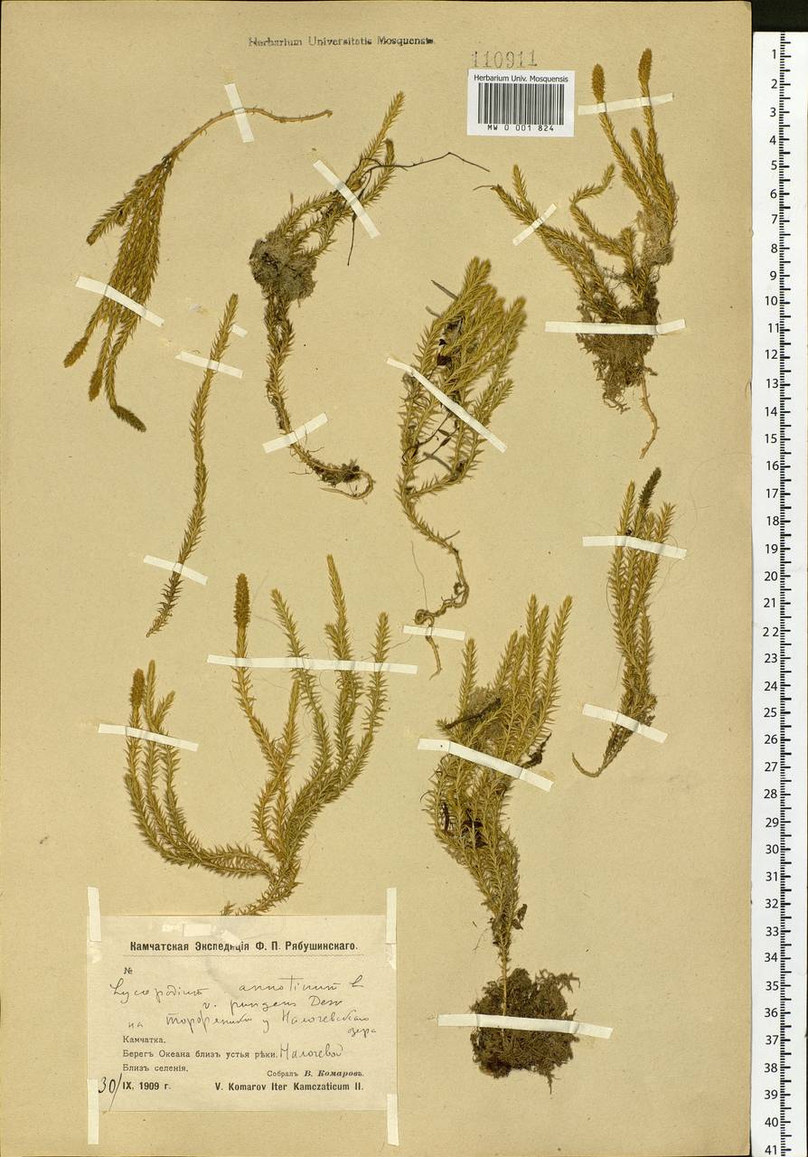 Spinulum annotinum subsp. alpestre (Hartm.) Uotila, Siberia, Chukotka & Kamchatka (S7) (Russia)