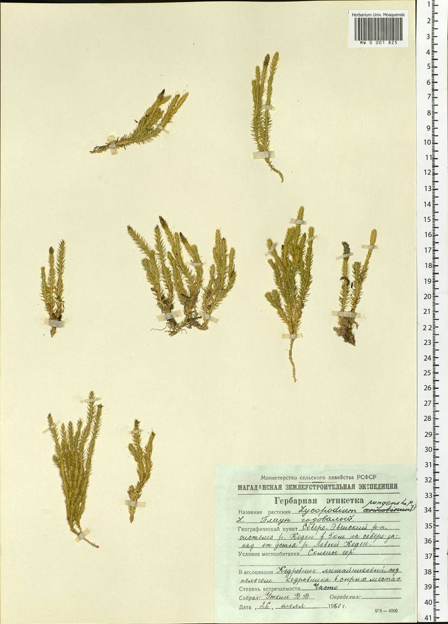 Spinulum annotinum subsp. alpestre (Hartm.) Uotila, Siberia, Chukotka & Kamchatka (S7) (Russia)