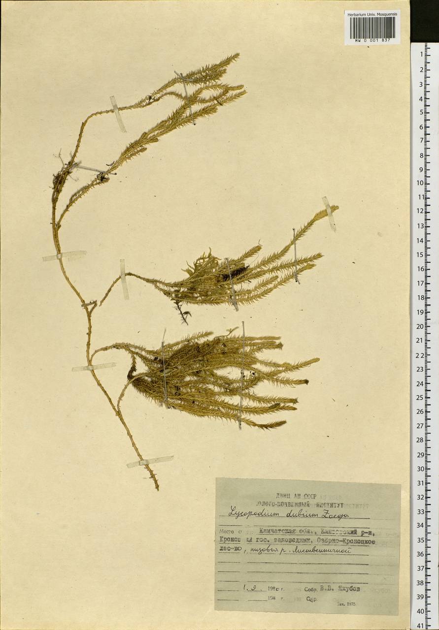Spinulum annotinum subsp. alpestre (Hartm.) Uotila, Siberia, Chukotka & Kamchatka (S7) (Russia)