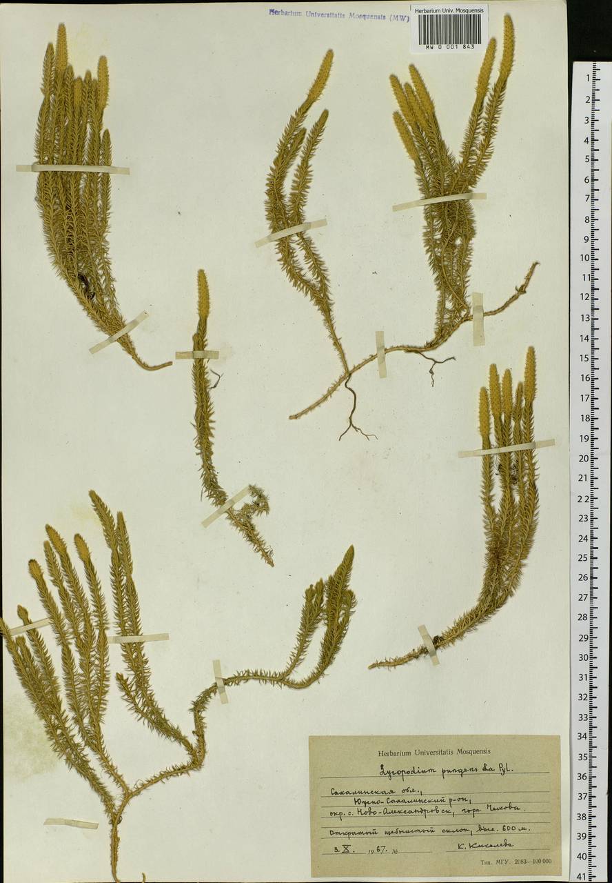 Spinulum annotinum subsp. alpestre (Hartm.) Uotila, Siberia, Russian Far East (S6) (Russia)