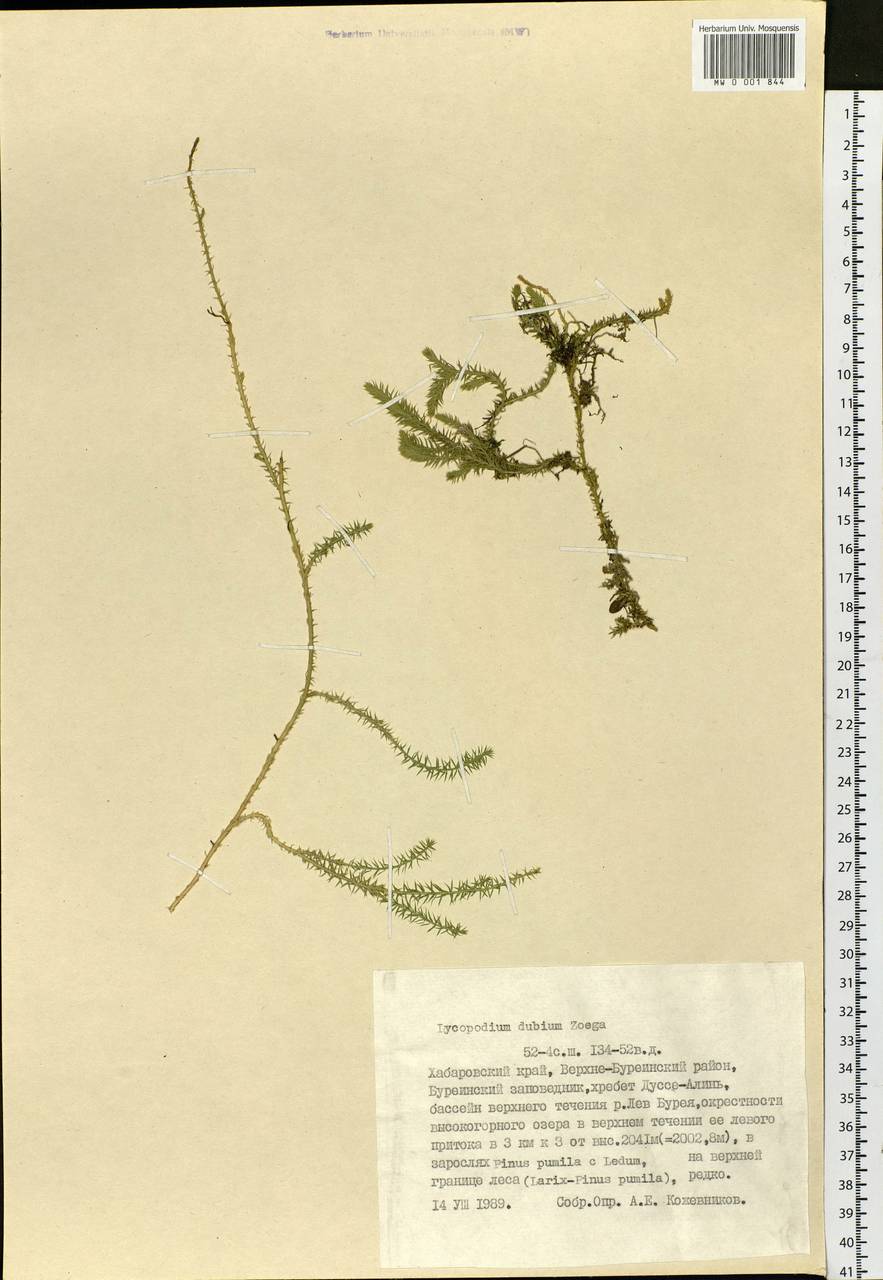 Spinulum annotinum subsp. alpestre (Hartm.) Uotila, Siberia, Russian Far East (S6) (Russia)