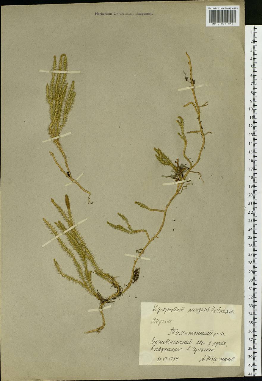 Spinulum annotinum subsp. alpestre (Hartm.) Uotila, Siberia, Yakutia (S5) (Russia)