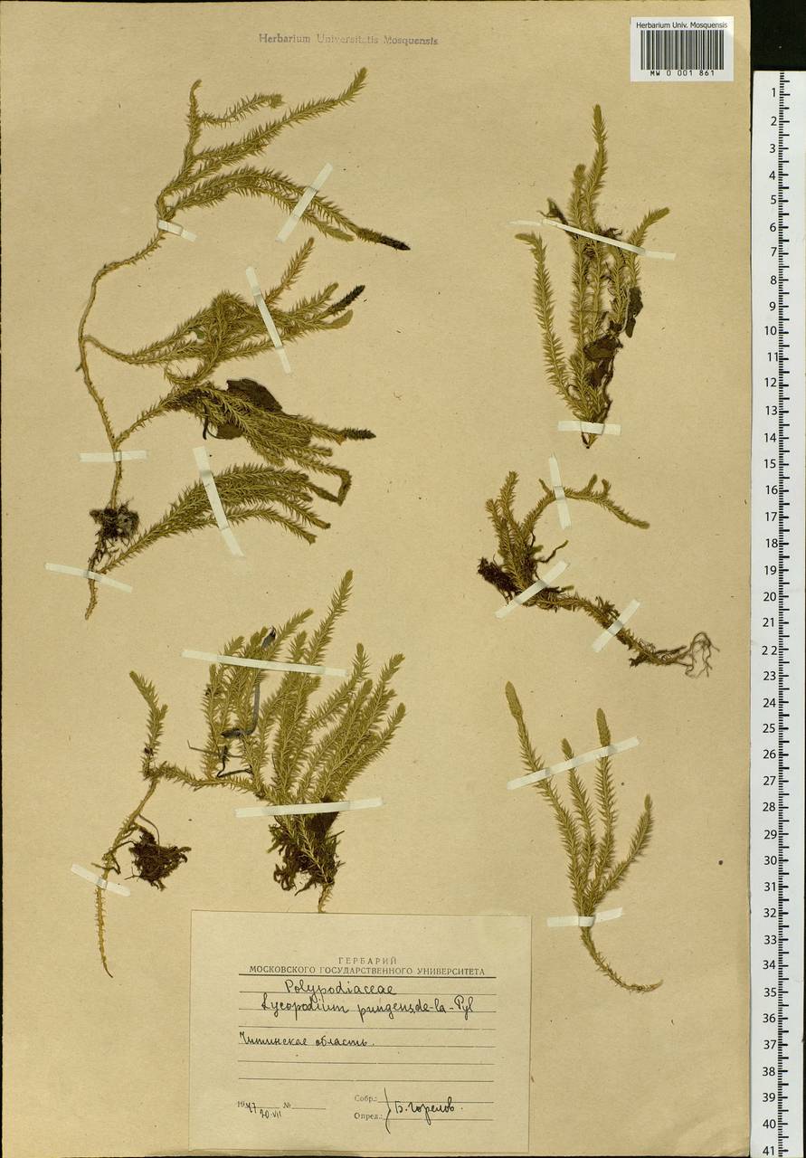 Spinulum annotinum subsp. alpestre (Hartm.) Uotila, Siberia, Baikal & Transbaikal region (S4) (Russia)