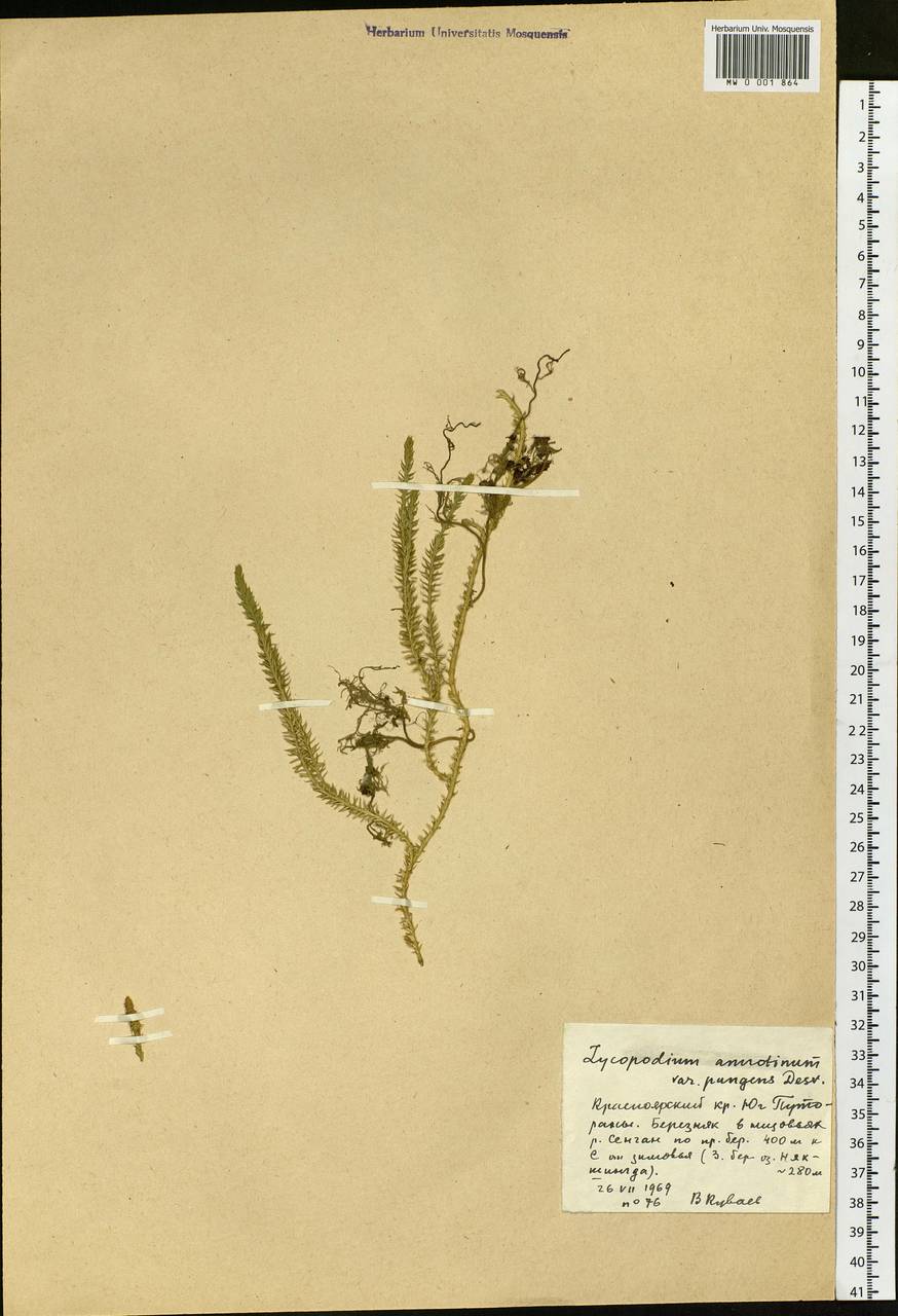 Spinulum annotinum subsp. alpestre (Hartm.) Uotila, Siberia, Central Siberia (S3) (Russia)