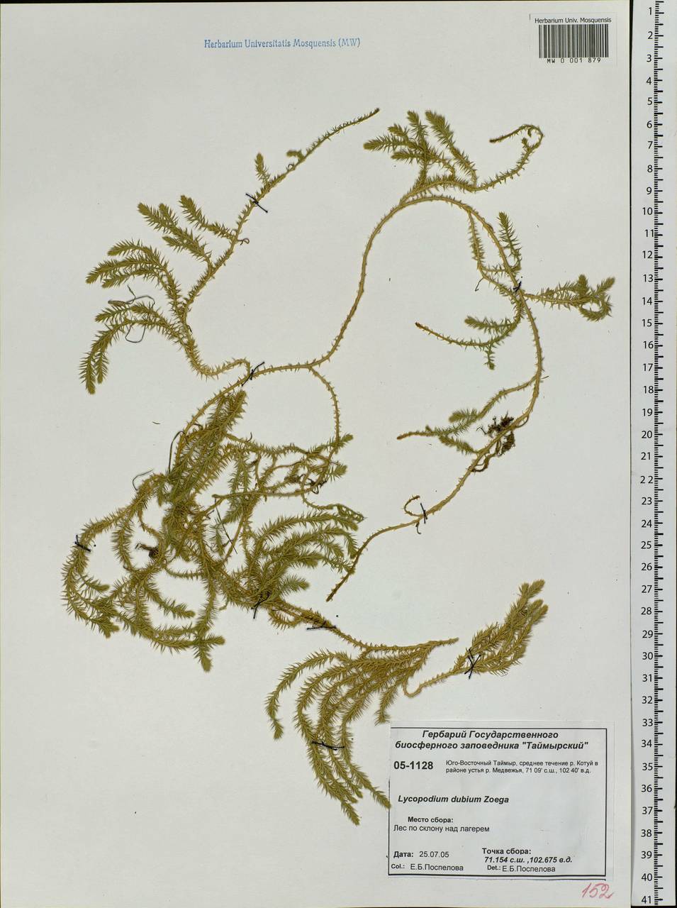 Spinulum annotinum subsp. alpestre (Hartm.) Uotila, Siberia, Central Siberia (S3) (Russia)