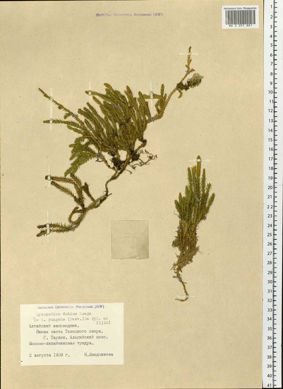 Spinulum annotinum subsp. alpestre (Hartm.) Uotila, Siberia, Altai & Sayany Mountains (S2) (Russia)
