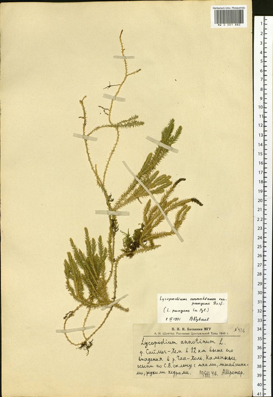 Spinulum annotinum subsp. dubium (Zoëga) J.H.Xue, Chepinoga & K.P.Ma, Siberia, Altai & Sayany Mountains (S2) (Russia)