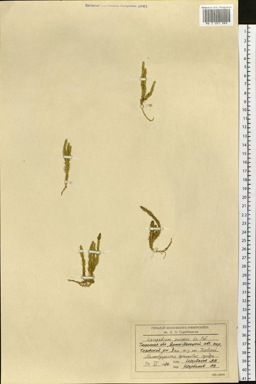 Spinulum annotinum subsp. alpestre (Hartm.) Uotila, Siberia, Western Siberia (S1) (Russia)