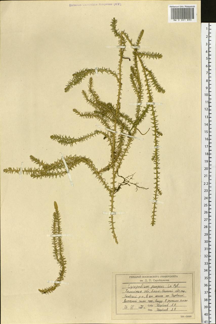 Spinulum annotinum subsp. alpestre (Hartm.) Uotila, Siberia, Western Siberia (S1) (Russia)