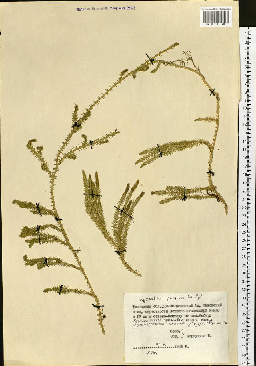 Spinulum annotinum subsp. alpestre (Hartm.) Uotila, Siberia, Western Siberia (S1) (Russia)