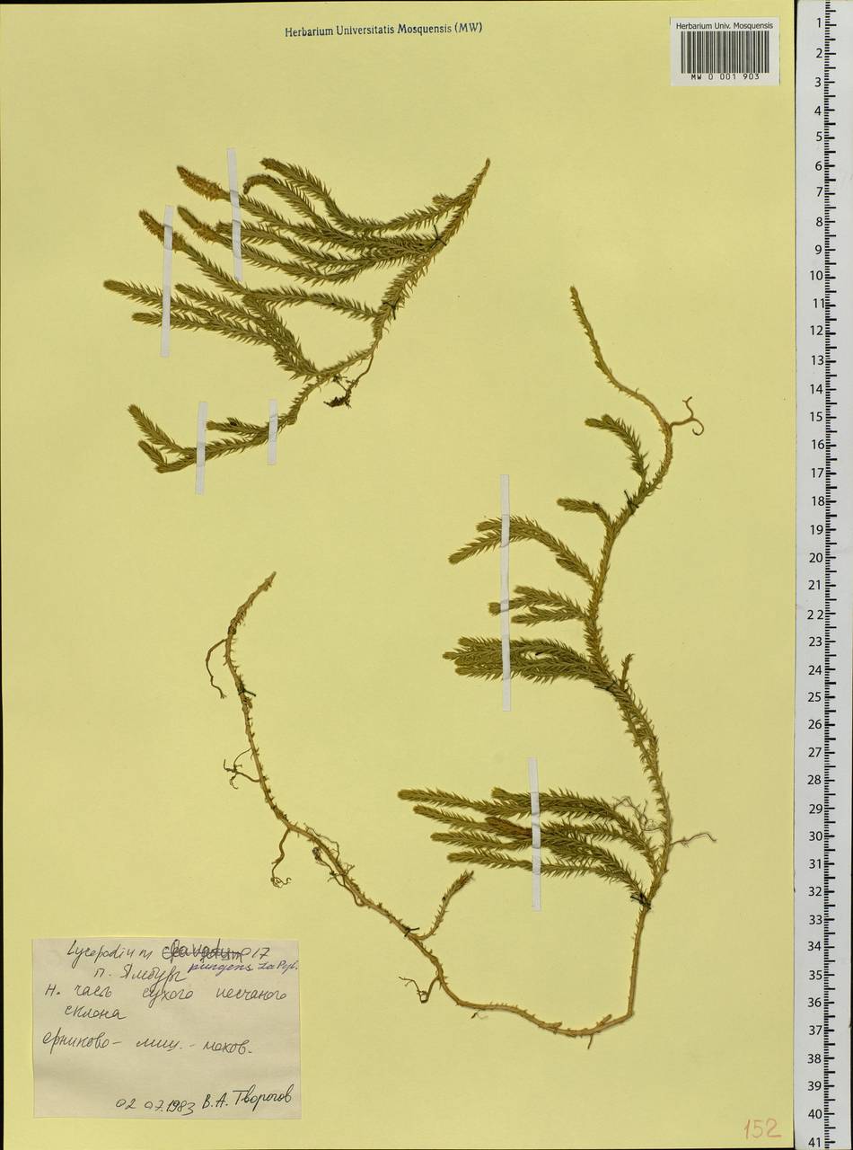 Spinulum annotinum subsp. alpestre (Hartm.) Uotila, Siberia, Western Siberia (S1) (Russia)