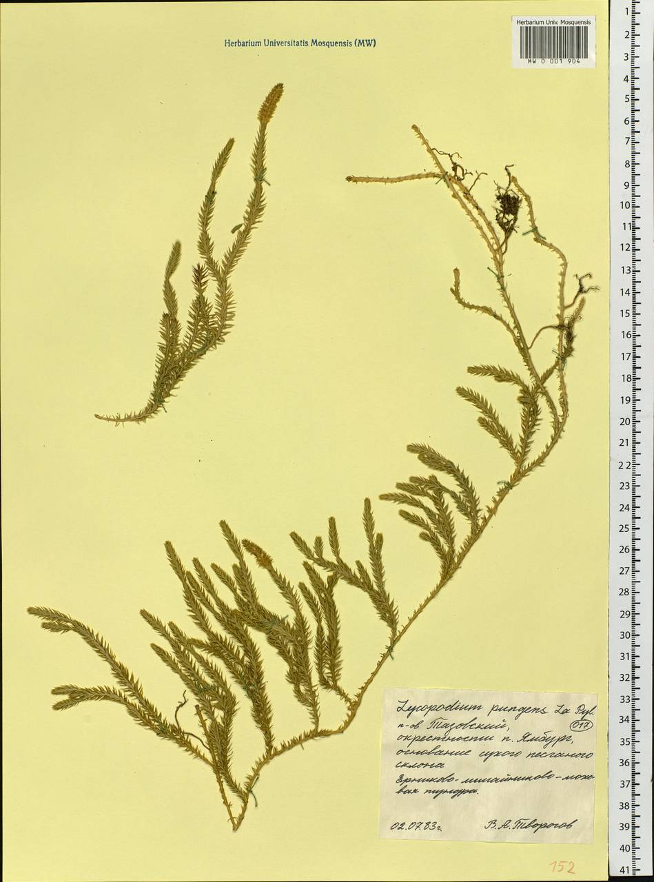 Spinulum annotinum subsp. dubium (Zoëga) J.H.Xue, Chepinoga & K.P.Ma, Siberia, Western Siberia (S1) (Russia)