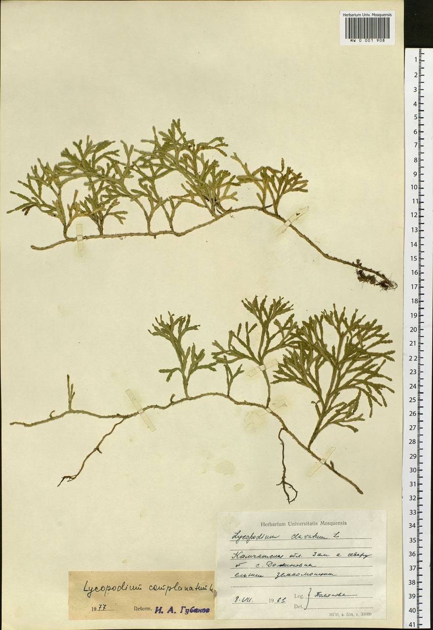 Diphasiastrum complanatum (L.) Holub, Siberia, Chukotka & Kamchatka (S7) (Russia)