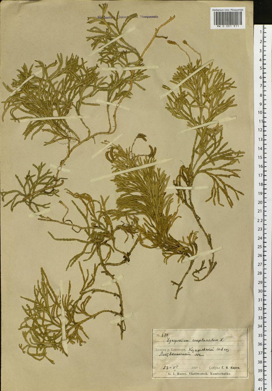 Diphasiastrum complanatum (L.) Holub, Siberia, Chukotka & Kamchatka (S7) (Russia)