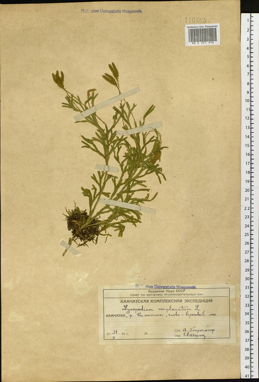 Diphasiastrum complanatum (L.) Holub, Siberia, Chukotka & Kamchatka (S7) (Russia)