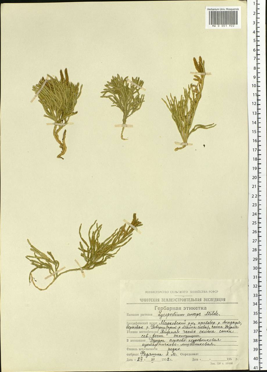 Diphasiastrum complanatum (L.) Holub, Siberia, Chukotka & Kamchatka (S7) (Russia)