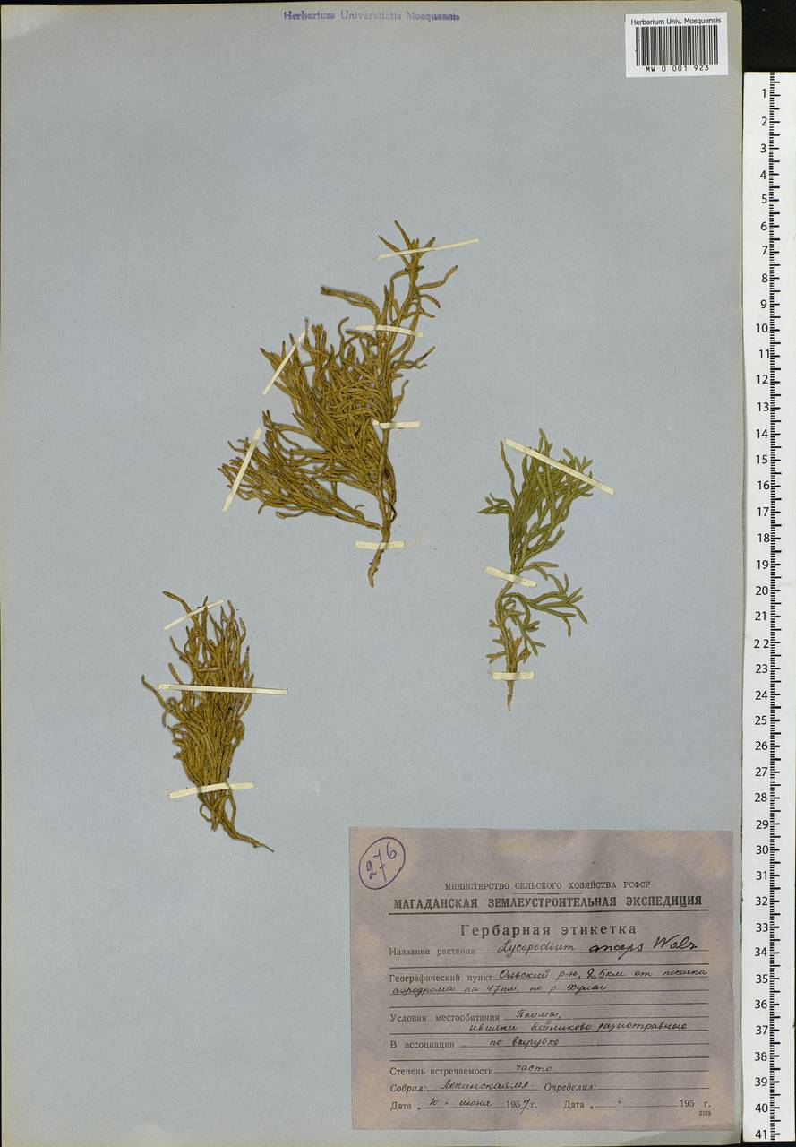 Diphasiastrum complanatum (L.) Holub, Siberia, Chukotka & Kamchatka (S7) (Russia)