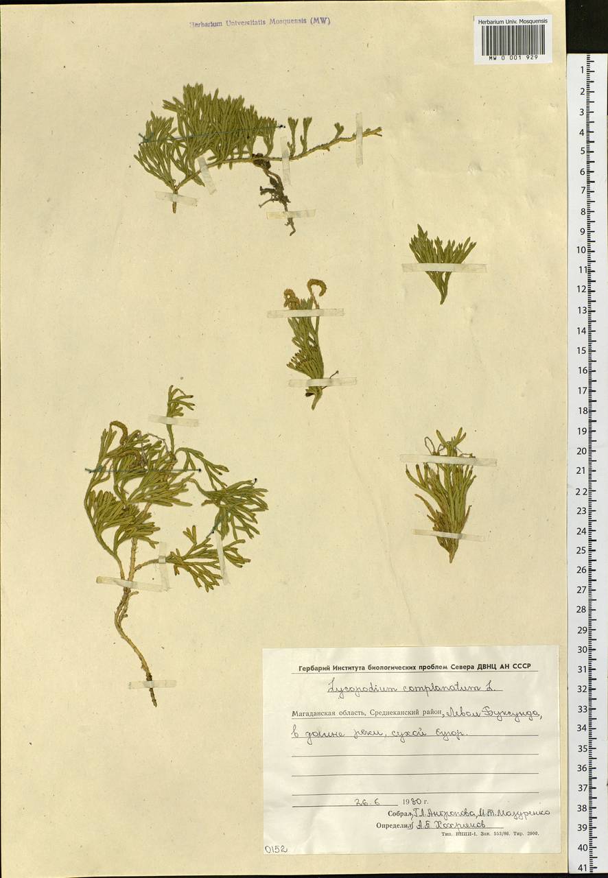 Diphasiastrum complanatum (L.) Holub, Siberia, Chukotka & Kamchatka (S7) (Russia)