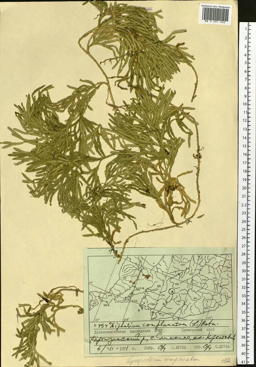 Diphasiastrum complanatum (L.) Holub, Siberia, Russian Far East (S6) (Russia)