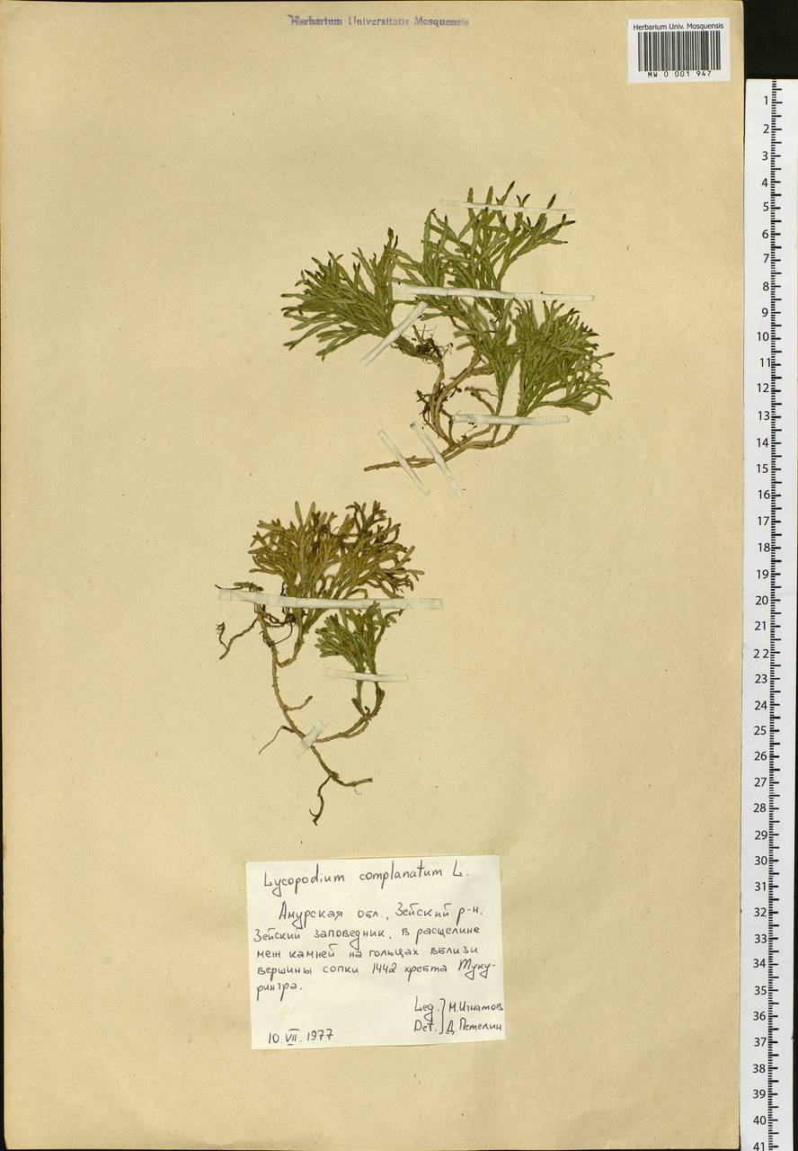 Diphasiastrum complanatum (L.) Holub, Siberia, Russian Far East (S6) (Russia)
