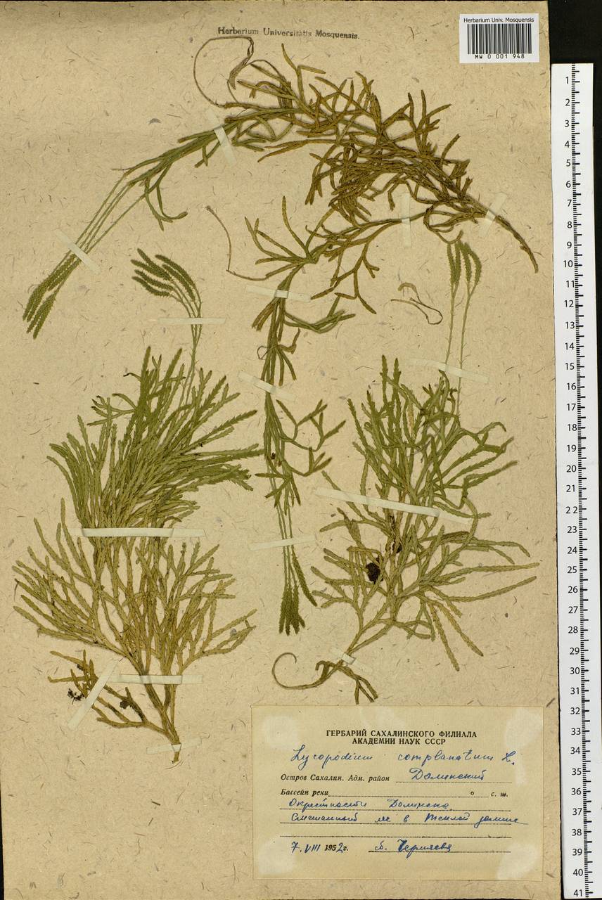 Diphasiastrum complanatum (L.) Holub, Siberia, Russian Far East (S6) (Russia)