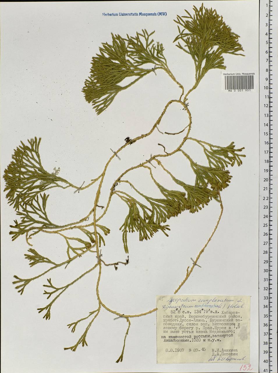 Diphasiastrum complanatum (L.) Holub, Siberia, Russian Far East (S6) (Russia)