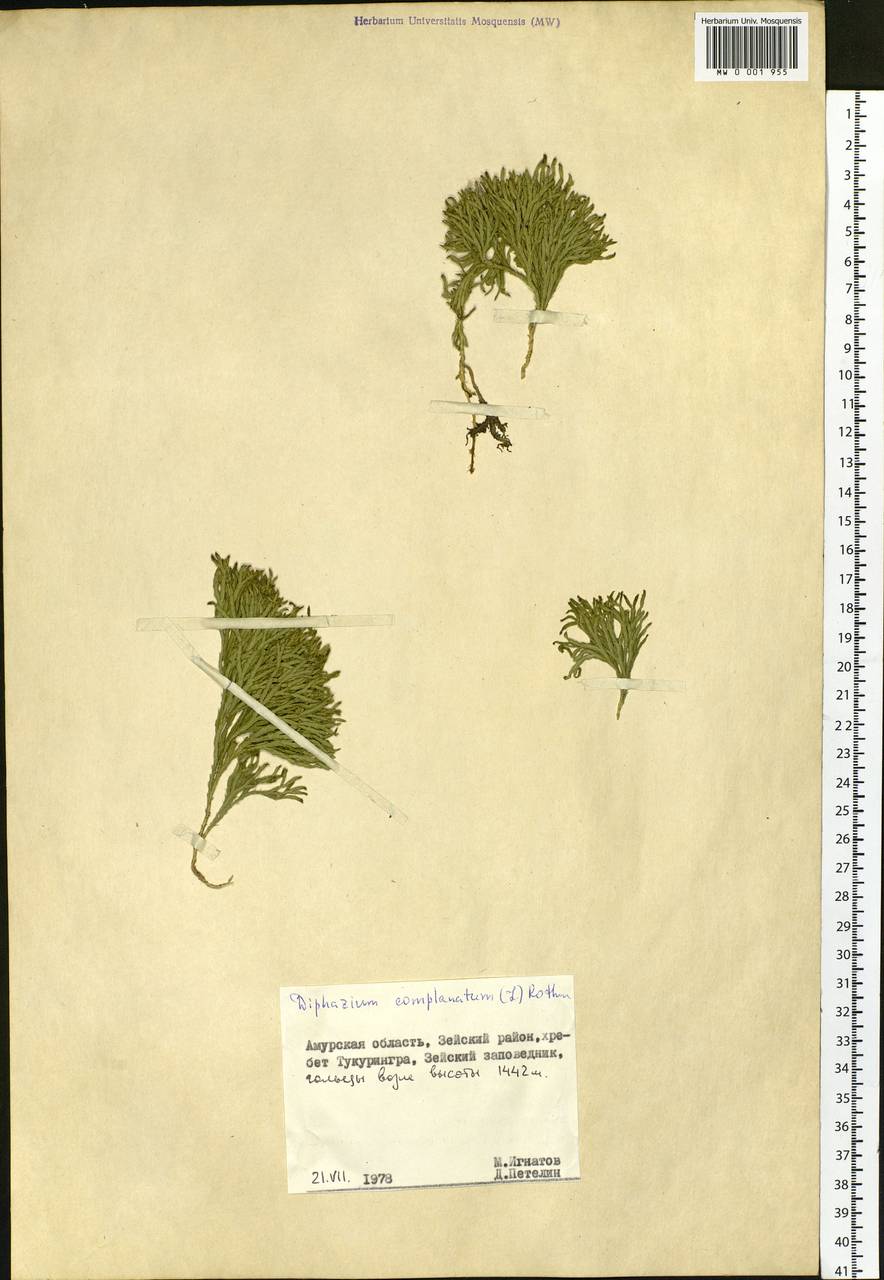 Diphasiastrum complanatum (L.) Holub, Siberia, Russian Far East (S6) (Russia)