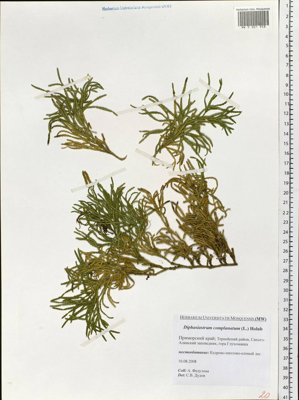 Diphasiastrum complanatum (L.) Holub, Siberia, Russian Far East (S6) (Russia)