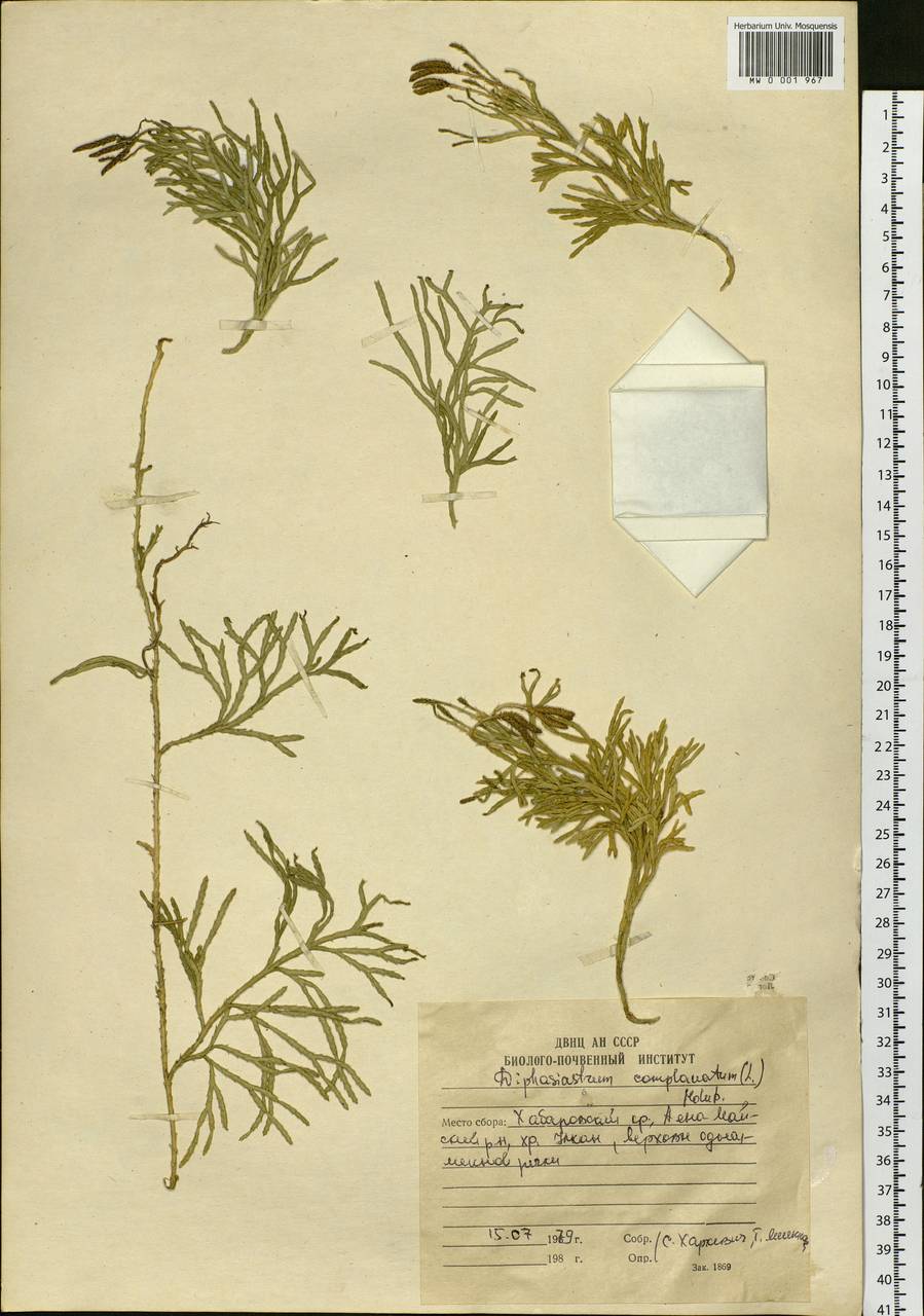 Diphasiastrum complanatum (L.) Holub, Siberia, Russian Far East (S6) (Russia)