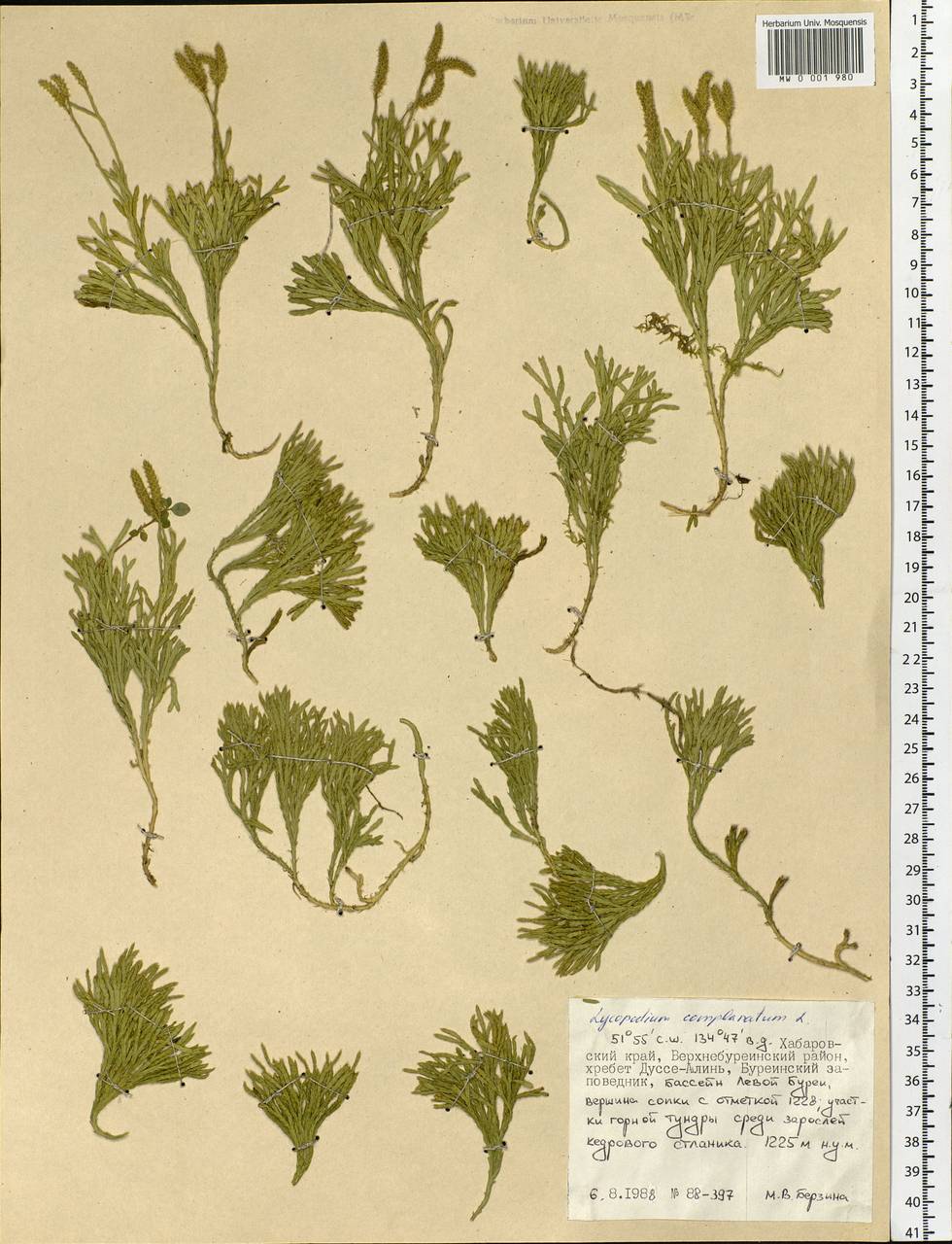 Diphasiastrum complanatum (L.) Holub, Siberia, Russian Far East (S6) (Russia)