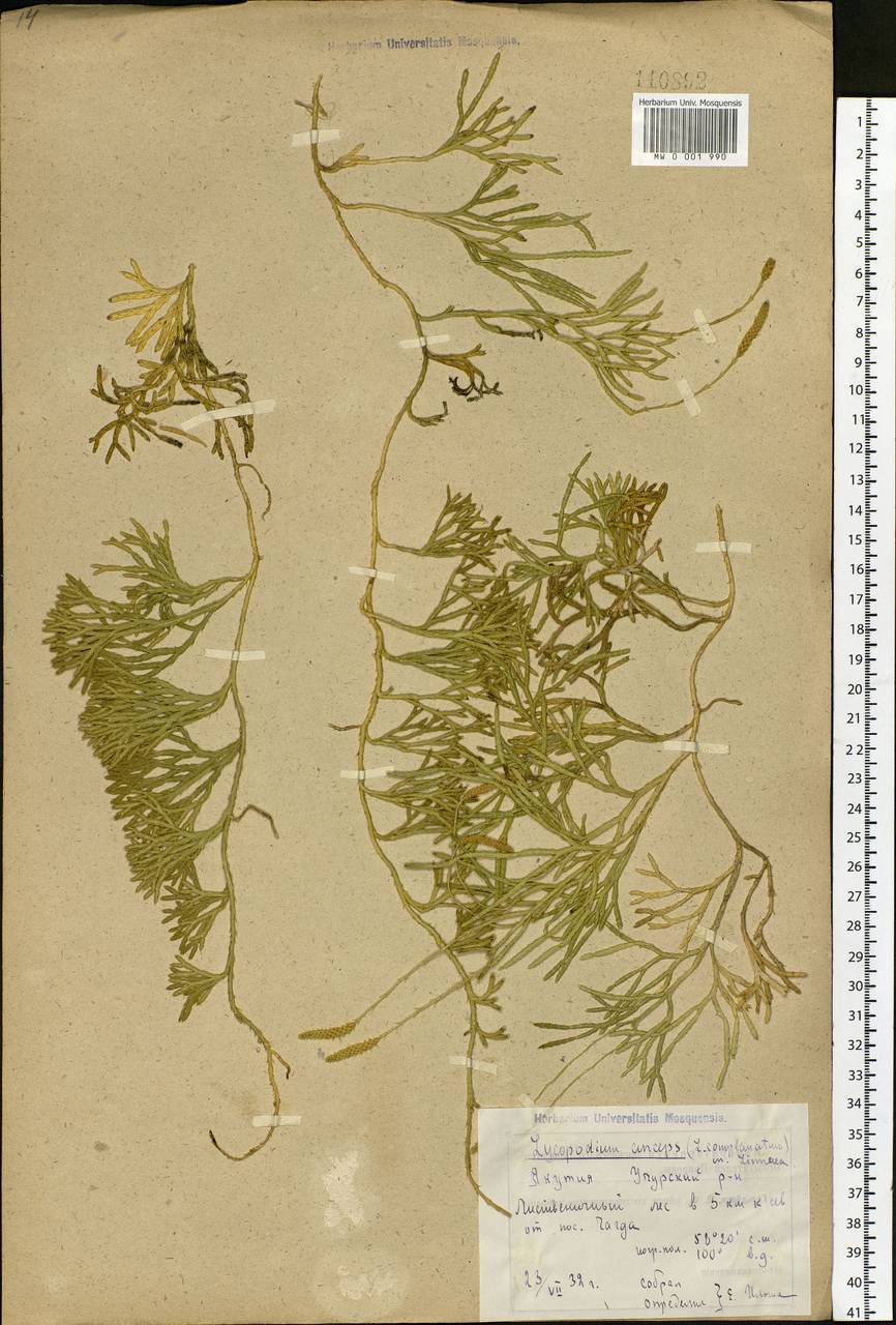 Diphasiastrum complanatum (L.) Holub, Siberia, Yakutia (S5) (Russia)