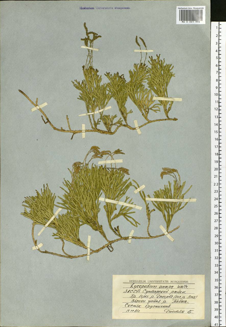 Diphasiastrum complanatum (L.) Holub, Siberia, Yakutia (S5) (Russia)