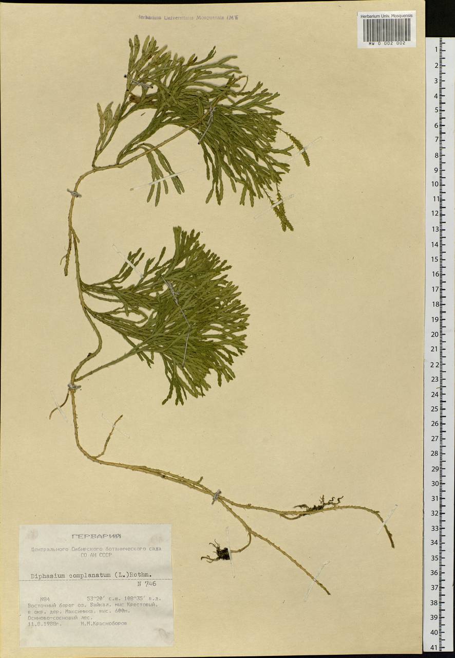 Diphasiastrum complanatum (L.) Holub, Siberia, Baikal & Transbaikal region (S4) (Russia)