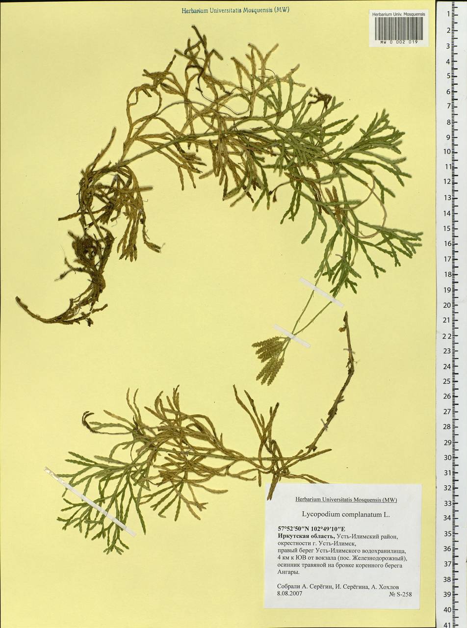 Diphasiastrum complanatum (L.) Holub, Siberia, Baikal & Transbaikal region (S4) (Russia)