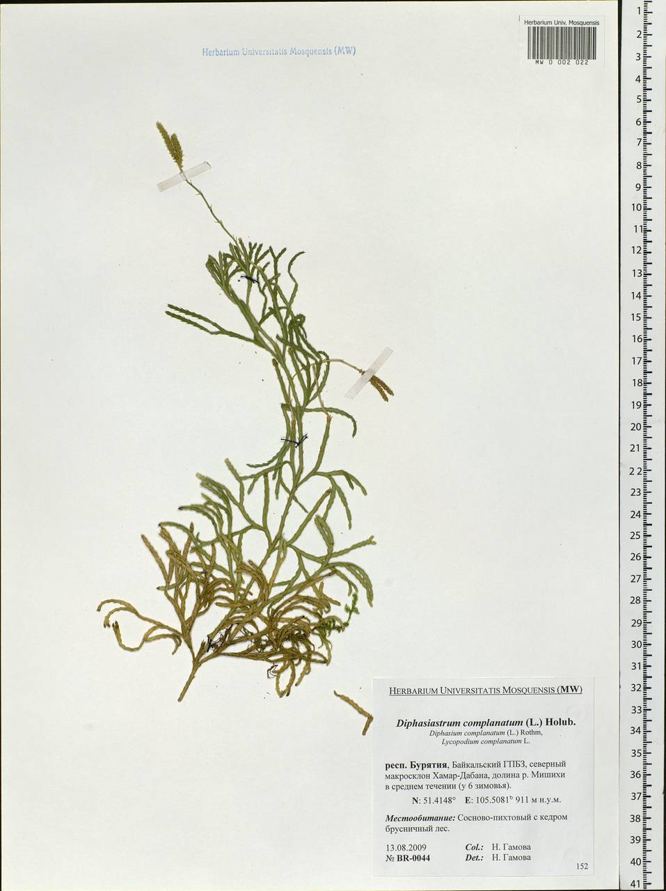 Diphasiastrum complanatum (L.) Holub, Siberia, Baikal & Transbaikal region (S4) (Russia)