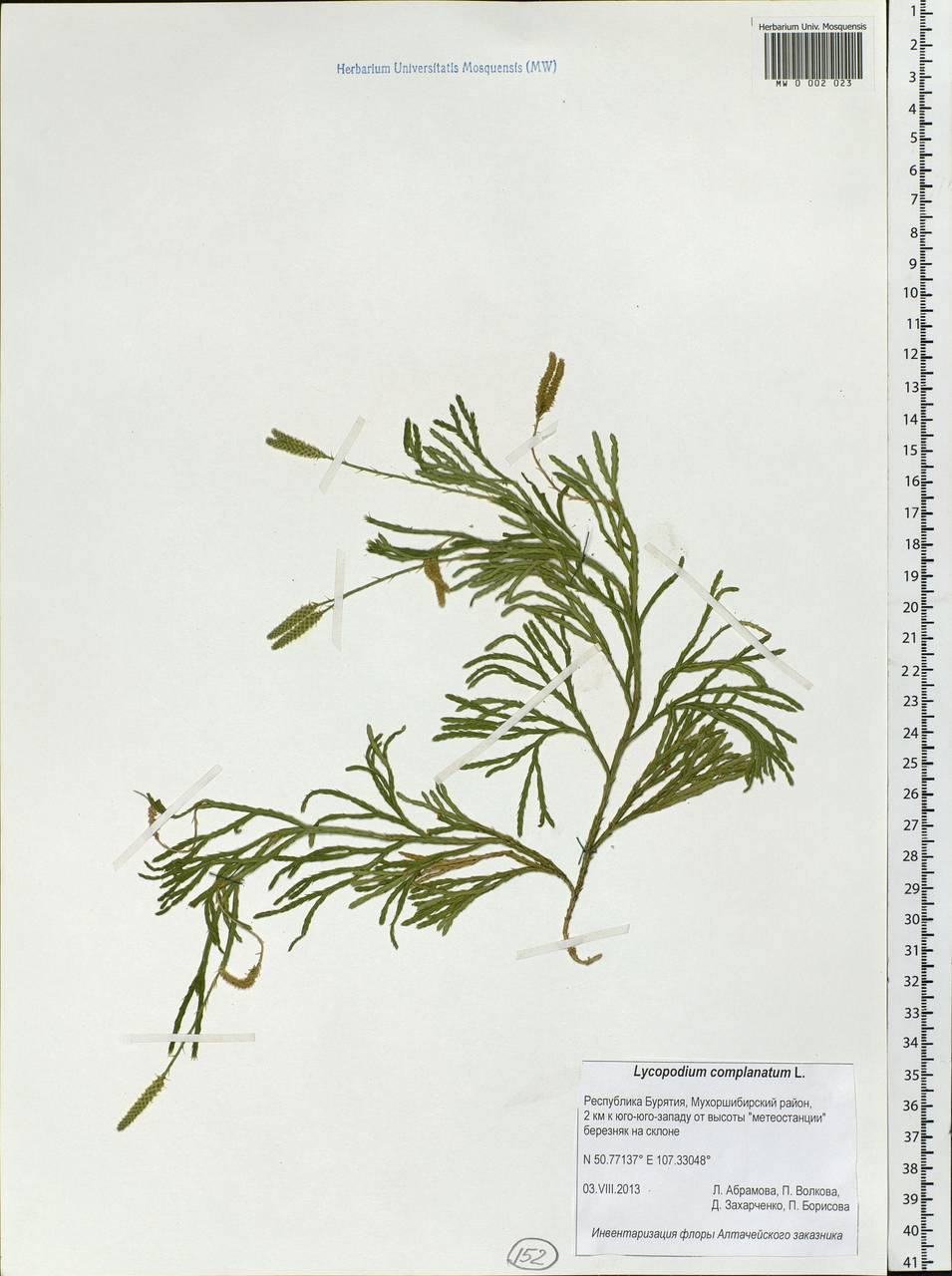 Diphasiastrum complanatum (L.) Holub, Siberia, Baikal & Transbaikal region (S4) (Russia)