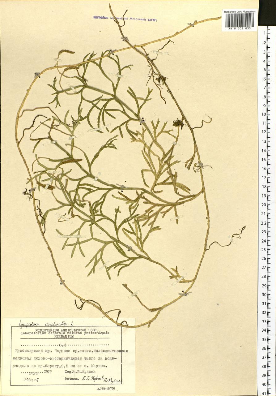 Diphasiastrum complanatum (L.) Holub, Siberia, Central Siberia (S3) (Russia)